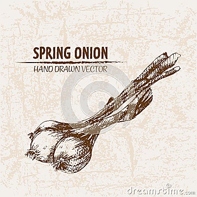 Digital vector detailed line art spring onion Vector Illustration