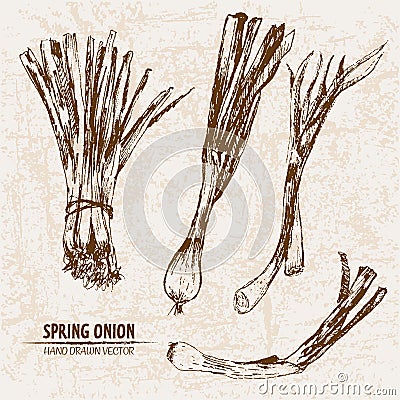 Digital vector detailed line art spring onion Vector Illustration