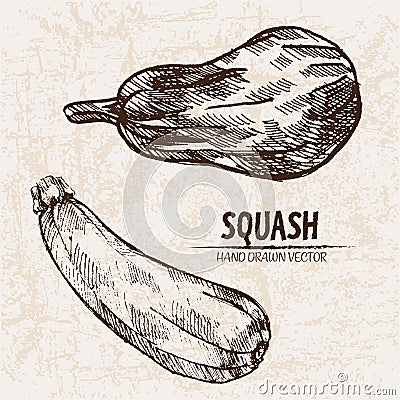 Digital vector detailed line art squash Vector Illustration