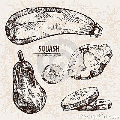 Digital vector detailed line art squash Vector Illustration