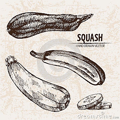 Digital vector detailed line art squash Vector Illustration