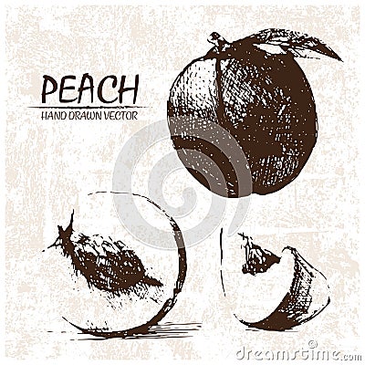 Digital vector detailed peach hand drawn Vector Illustration