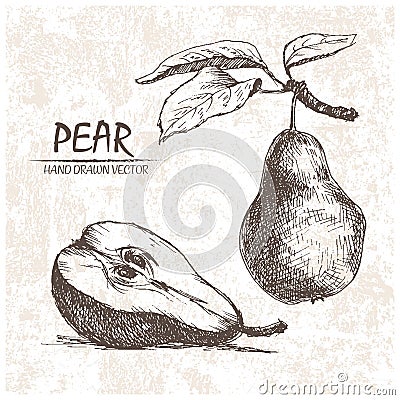 Digital vector detailed pear hand drawn Vector Illustration