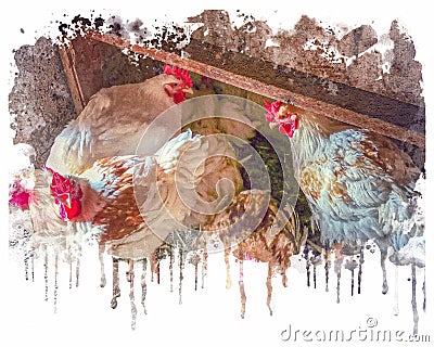 Digital Watercolor Effects Illustration Chicken Hens Color Stains Splashes Stock Photo