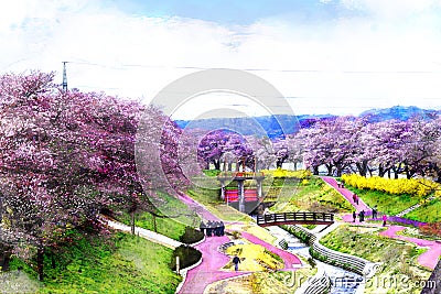 Digital watercolor painting and drawing of Cherry Blossom tree onm Hitome Senbon Sakura festival at Shiroishi riverside, Funaoka Stock Photo