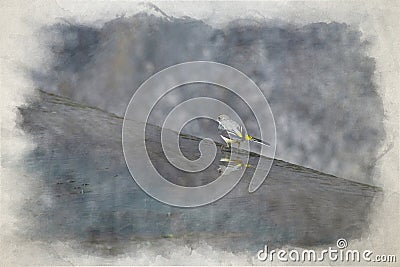 A digital watercolour painting of a Grey Wagtail, Motacilla cinerea walking in the water with reflection Stock Photo