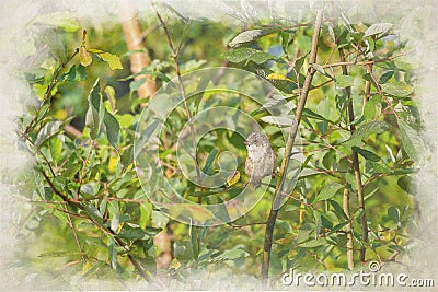 A digital watercolour painting of a single common whitethroat warbler, Sylvia communis on a perch Stock Photo