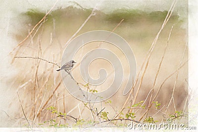 A digital watercolour painting of a single common whitethroat warbler, Sylvia communis on a perch Stock Photo