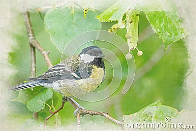 Digital watercolour paintng of a Great Tit, Parus major in a natural woodland setting Stock Photo
