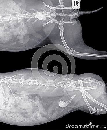 X-ray of the abdomen of a rabbit with stones in the bladder and urethra Stock Photo