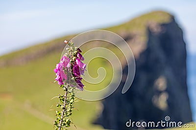 Digitalis flowers on the Isle of Skye Stock Photo