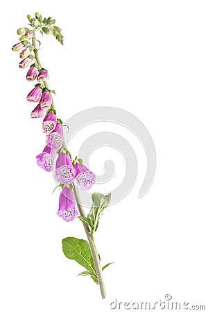 Digitalis Flowers. isolated on white Stock Photo