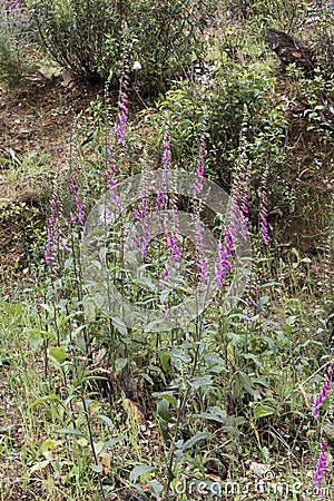 Digitalis purpurea common purple foxglove lovely plant with red or purple pink flower rods Stock Photo