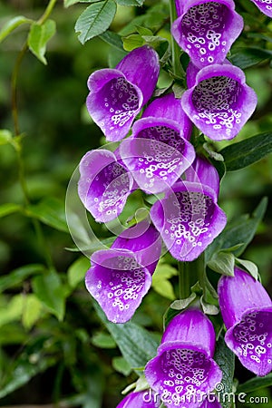 Digitalis purpurea flowers closer look Stock Photo