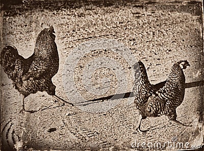 Digitally aged image of two chickens / roosters on gravel road Stock Photo