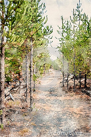 Digitally created watercolor painting of a hiking trail through lodgepole pine forest in Yellowstone Cartoon Illustration