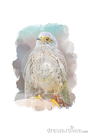 Digitally drawing watercolor style of common kestrel Stock Photo