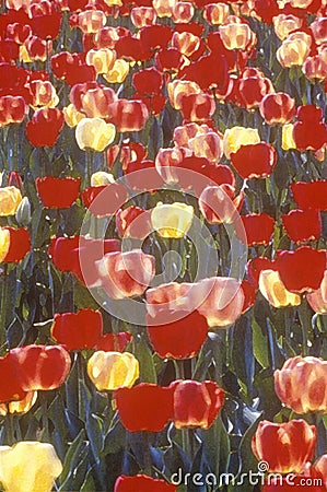 Digitized image of tulips in bloom, Spring, Washington, DC Stock Photo