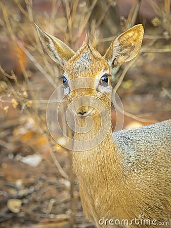 A Dik dik antelope in the Waterberg Plateau National Park in Namibia. Stock Photo