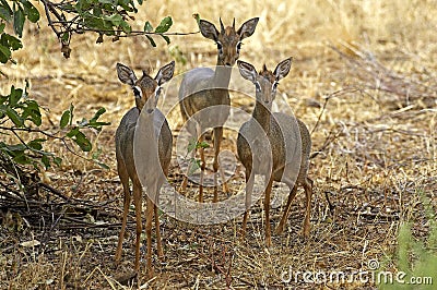 DIK DIK DE KIRK madoqua kirkii Stock Photo