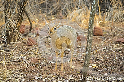 A Dik dik antelope in the Waterberg Plateau National Park, Namibia. Stock Photo