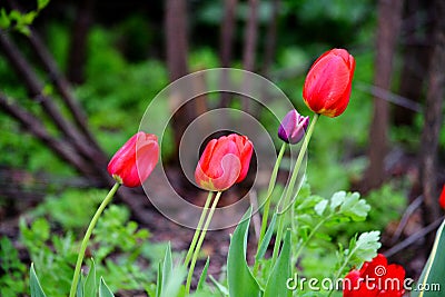 The Flowerses steepe Altaya. Stock Photo