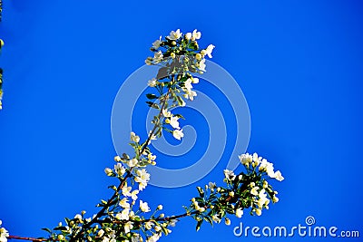 The Flowerses steepe Altaya. Stock Photo