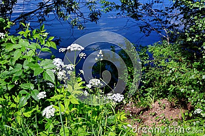 The Flowerses steepe Altaya. Stock Photo