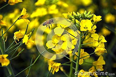 Diligent bees Stock Photo