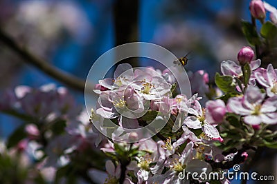 Diligent bees collect pollen Stock Photo