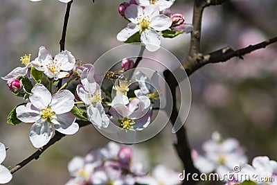 Diligent bees collect pollen Stock Photo