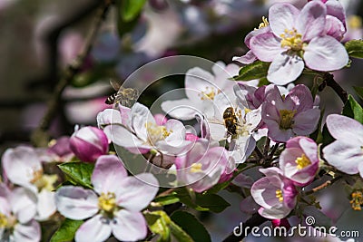 Diligent bees collect pollen Stock Photo