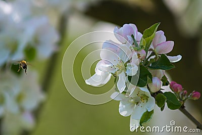 Diligent bees collect pollen Stock Photo