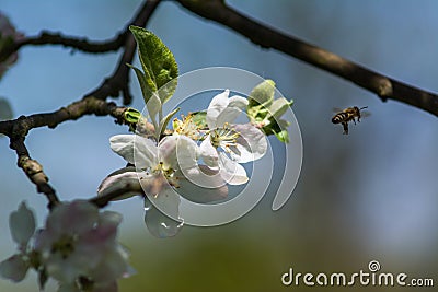 Diligent bees collect pollen Stock Photo