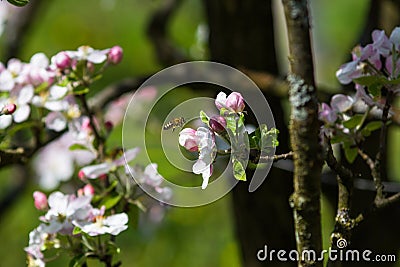 Diligent bees collect pollen Stock Photo