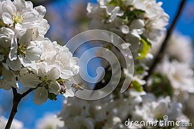 Diligent bees collect pollen Stock Photo