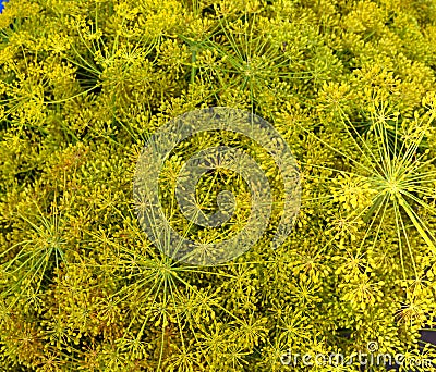 Dill Stock Photo