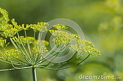 Dill Stock Photo