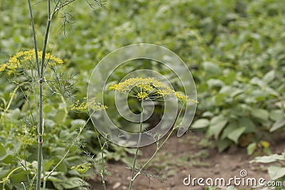 Dill Stock Photo