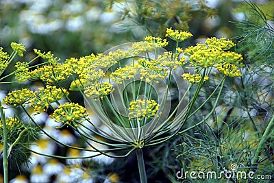 Dill, annual herb Stock Photo