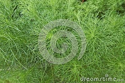 Dill or annual herb in the celery family Apiaceae. Stock Photo