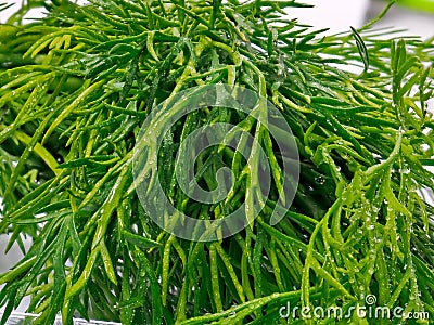 Dill Stock Photo