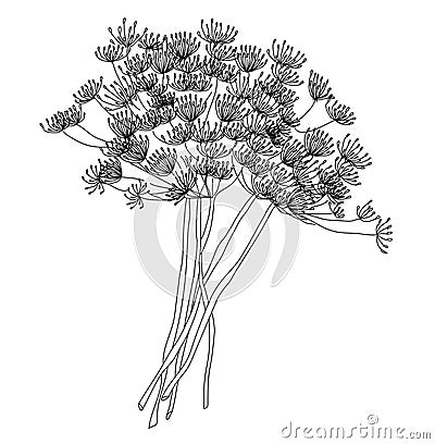 Dill or fennel flowers and leaves. Stylized hand drawn vector illustration Cartoon Illustration