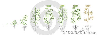 Dill, fennel plant. Growth stages. Vector illustration. Anethum. Ripening period. Dill life cycle with root and seeds Vector Illustration