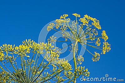 Dill flower Stock Photo