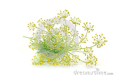 Dill with flower Stock Photo
