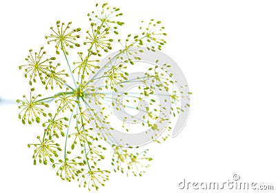 Dill flower Stock Photo