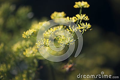 Dill Flower Buds Stock Photo