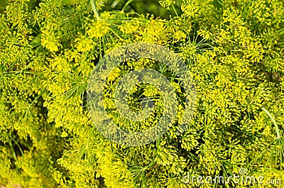 Dill flower. Soft selective focus, blur. Close up of fragrant dill fennel , ripe dill head. Dill umbrellas with seeds growing in Stock Photo