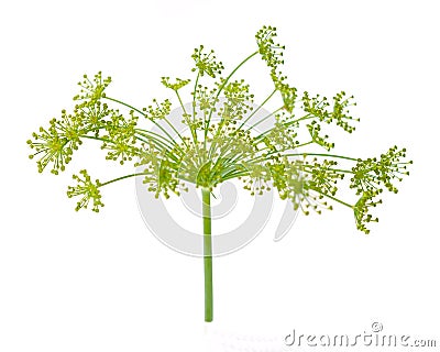 Dill flower Stock Photo